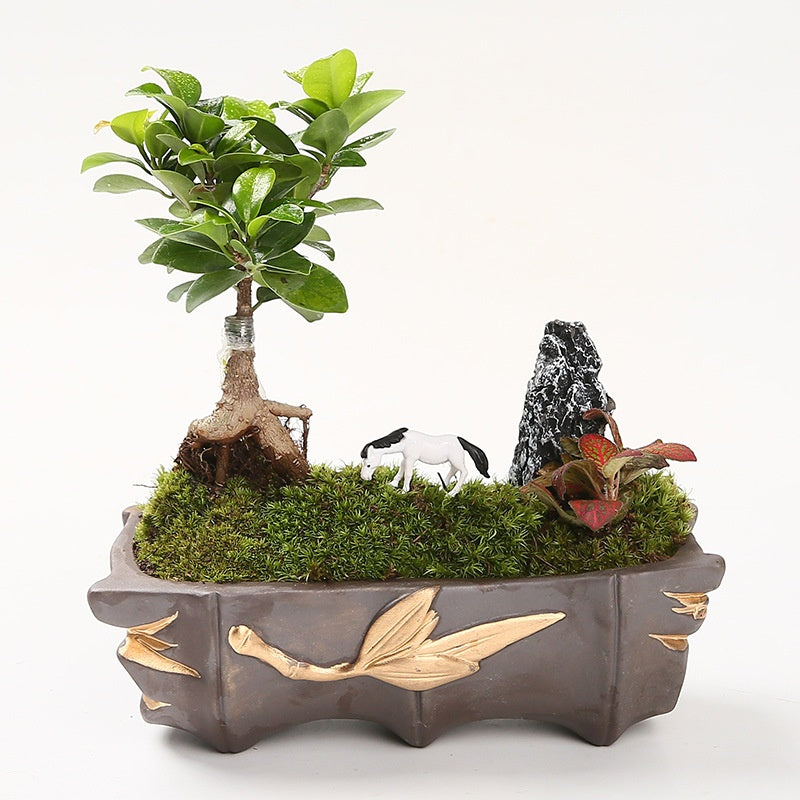 Ge Kiln Orchid Pots Creative Asparagus Fern Phalaenopsis