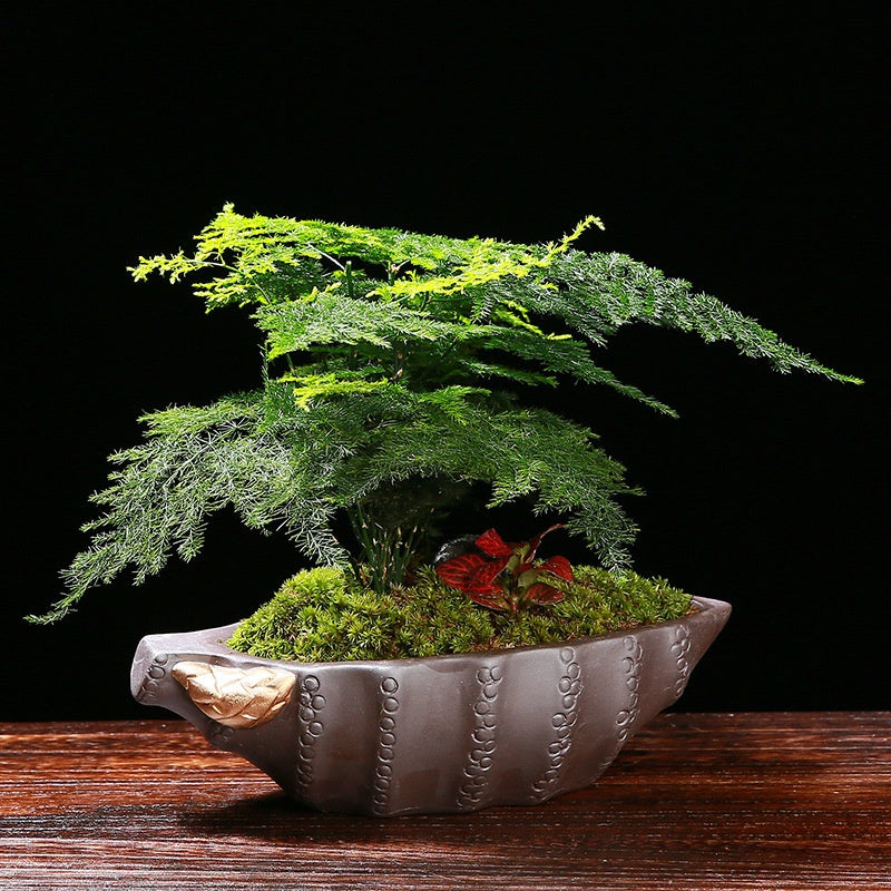 Ge Kiln Orchid Pots Creative Asparagus Fern Phalaenopsis