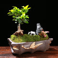Ge Kiln Orchid Pots Creative Asparagus Fern Phalaenopsis