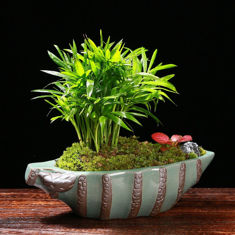 Ge Kiln Orchid Pots Creative Asparagus Fern Phalaenopsis